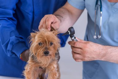Vet's appointment. close-up view