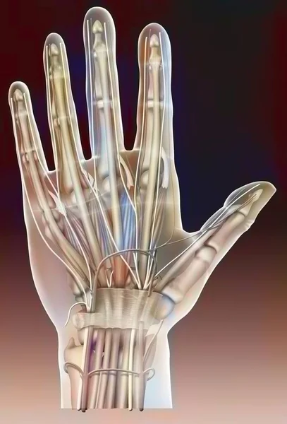 Anatomy of the palmar face of the hand with the median nerve, tendons, radial artery.