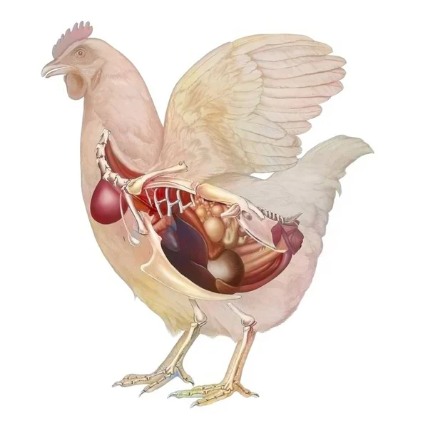 Anatomy Hen Showing Her Digestive Genital System — Stock Photo, Image