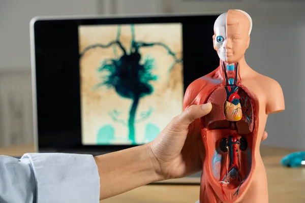 Anatomical Mannequin Teaching Human Organs — Foto Stock