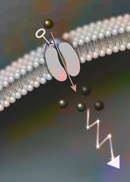 Ligand Dependent Ion Channel Attachment Particular Molecule Causes Channel Open — Foto de Stock