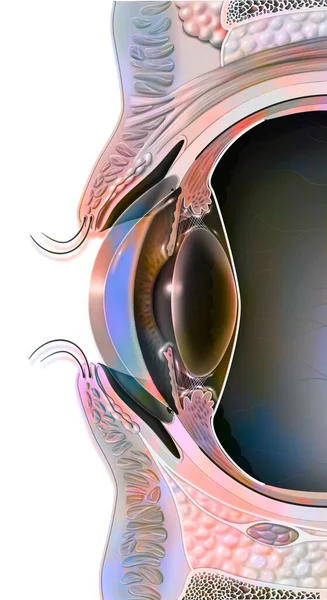 Median Sagittal Section Eye Eyelid — Stock Photo, Image
