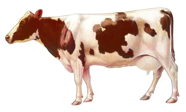 Representation Domestic Cow White Background —  Fotos de Stock