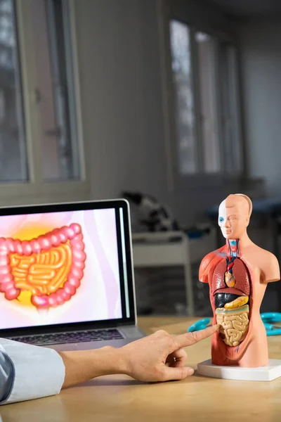 Anatomical Mannequin Teaching Human Organs — Stock Photo, Image