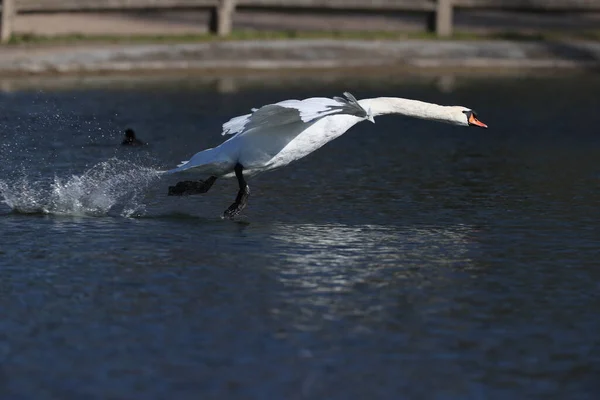 Mute Swan Park Paris Ile France France — Zdjęcie stockowe