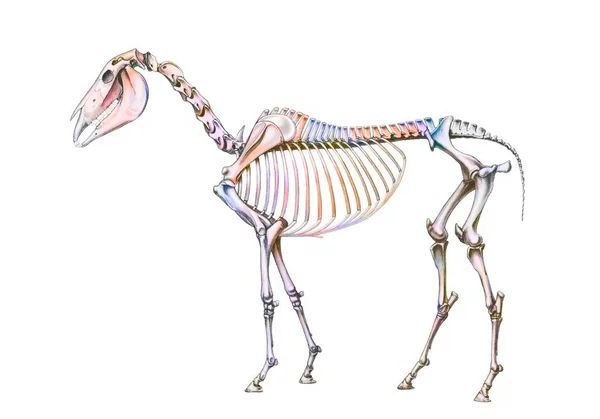 Representation Bone System Horse White Background — Fotografia de Stock