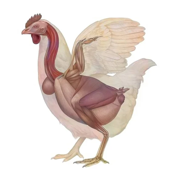 Анатомия Курицы Мускулистой Системой — стоковое фото