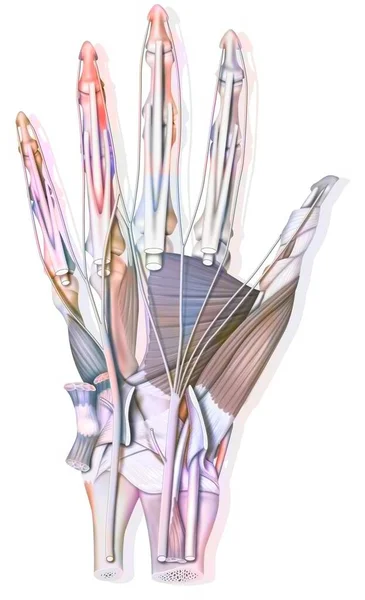 Anatomy Palm Hand Bones Muscle Tendons Nerves — 스톡 사진