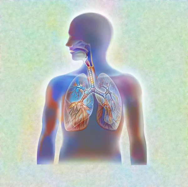 Anatomy Airways Trachea Lungs Bronchi — Fotografia de Stock