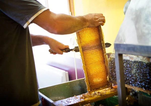 Harvesting Honey Beekeeper France — ストック写真