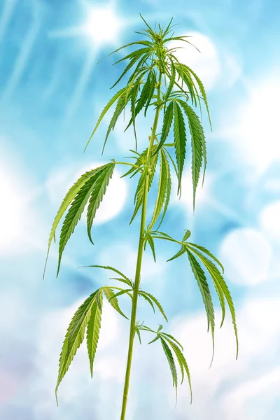 Image Large Green Twig Cannabis Isolated Bright Background — 스톡 사진