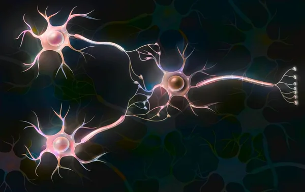 Three Neurons Connected Signify Transmission Nerve Impulses — Fotografia de Stock