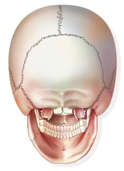 Posterior View Bones Skull Jaw — Stockfoto