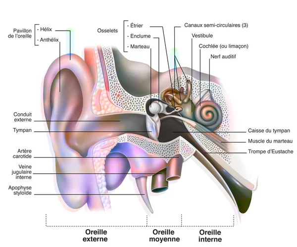 Anatomy of the inner ear showing the eardrum, the cochlea. .