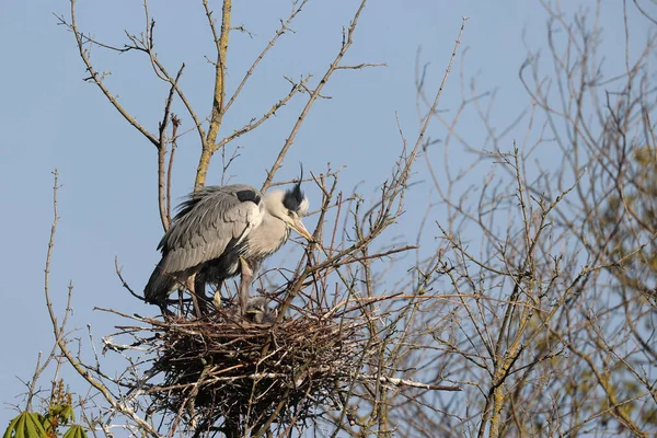 Gray Heron Park Paris Ile France France — Foto Stock