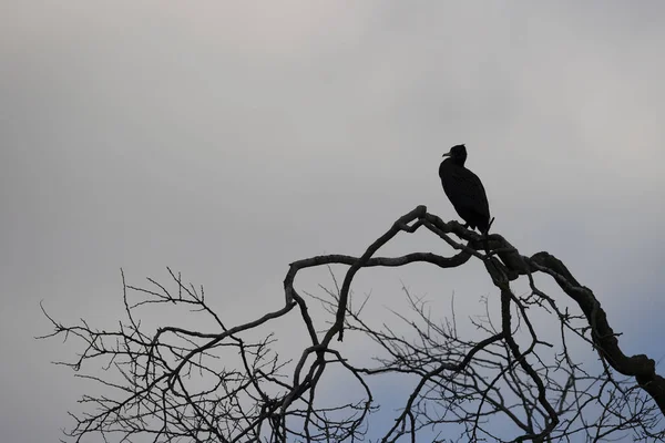 Great Cormorant Park Western Paris Ile France France — Foto de Stock