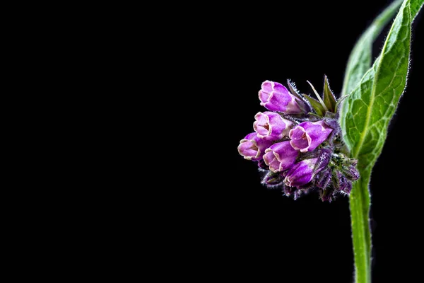 Blooming Comfrey Black Background — 图库照片