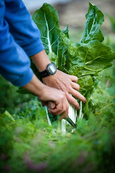 Organic Farmer Harvesting Kinds Vegetables Working Directly Consumers Here Harvesting — Stockfoto