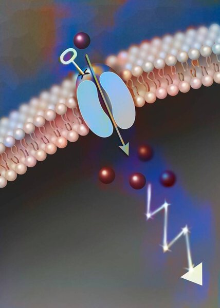 Ligand-dependent ion channel: attachment of a particular molecule causes the channel to open.