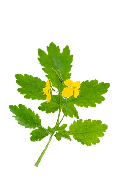 Close Flowering Celandine Stem Isolated White Background — Stockfoto