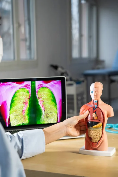 Anatomical Mannequin Teaching Human Organs — Stock Fotó