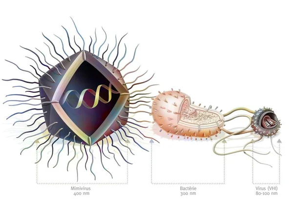 Comparison of the size of Mimivirus with bacteria and virus.