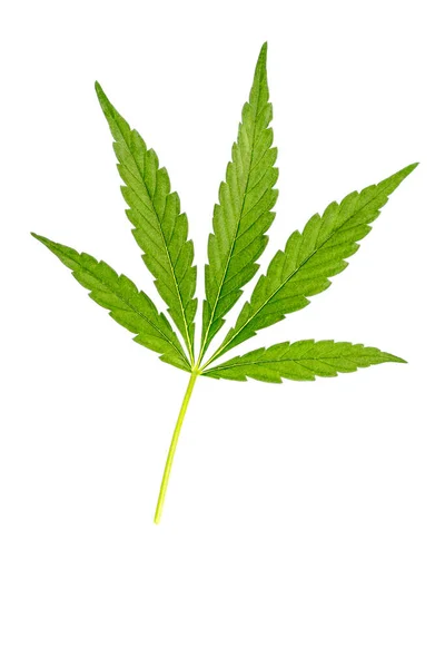 Image Cannabis Leaf Cannabis Sativa Isolated White Background — 스톡 사진