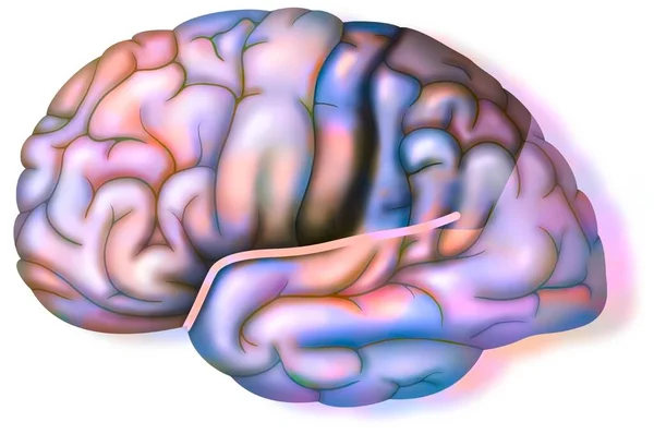 Normal brain with Sylvian fissure and parietal lobe.