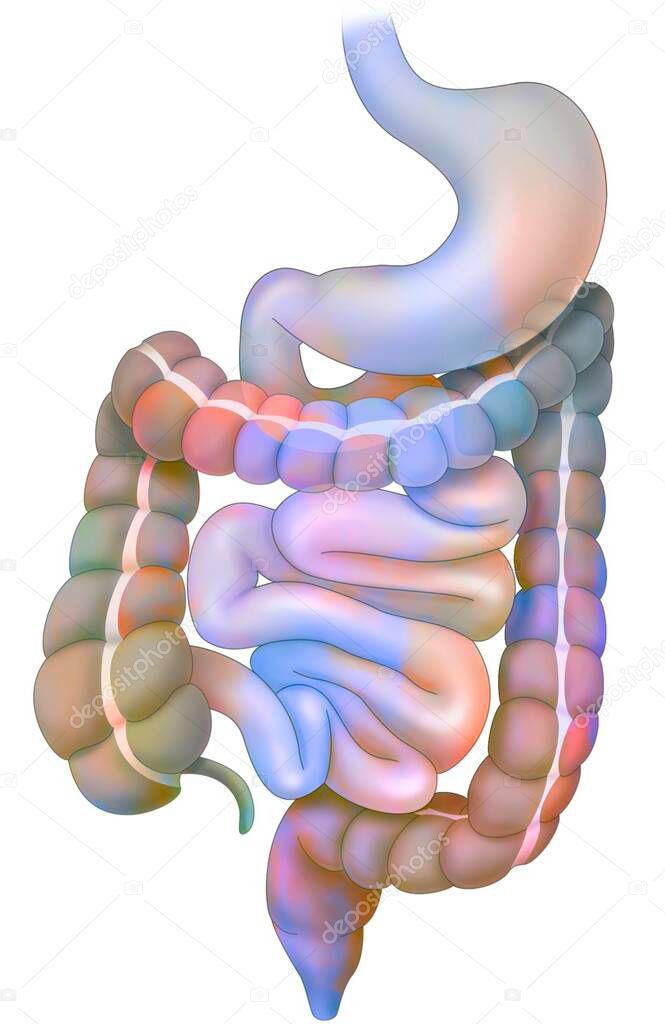 Digestive system with stomach, duodenum, small intestine, colon.