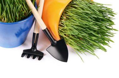 Beyaz arka plan üzerinde izole kap yeşil çim