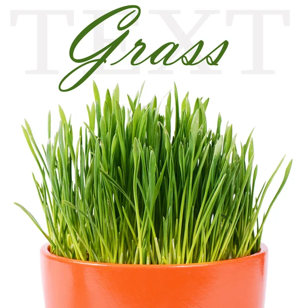 Green grass in pot isolated on white background — Stock Photo, Image