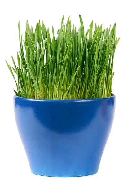 Rumput hijau dalam pot terisolasi pada latar belakang putih — Stok Foto