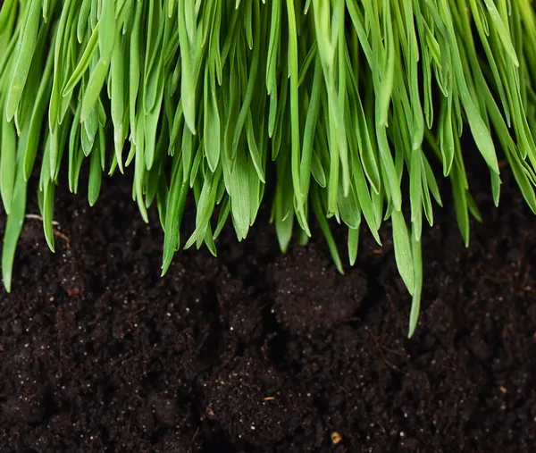 Grünes Gras mit Boden — Stockfoto