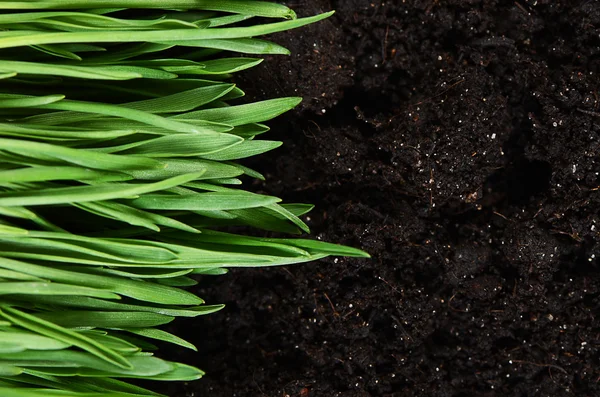 Groen gras met een grond — Stockfoto