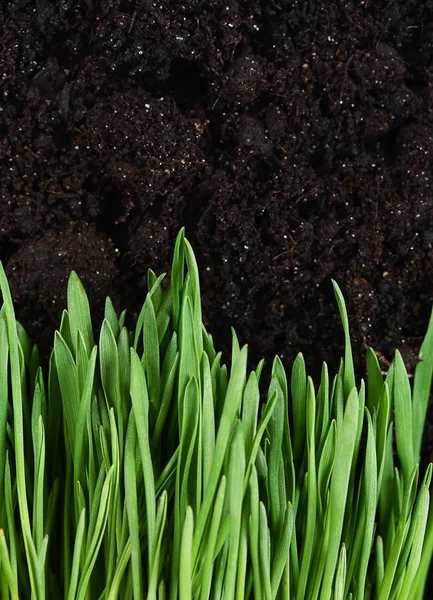 Erba verde con un terreno — Foto Stock