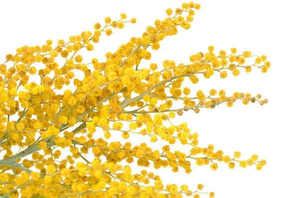 Beyaz arka plan üzerinde izole sarı Mimoza — Stok fotoğraf