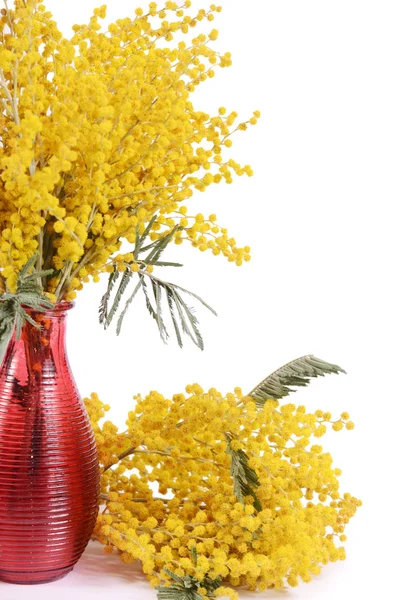 Mimosa gialla isolata su fondo bianco — Foto Stock