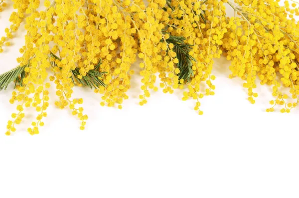 Sárga mimosa elszigetelt fehér background — Stock Fotó