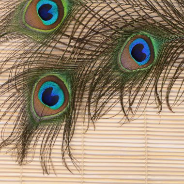 Tavus kuşu güzel tüy