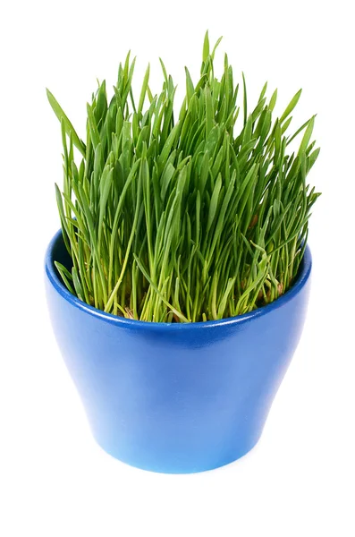 Green grass in pot isolated on white background — Stock Photo, Image