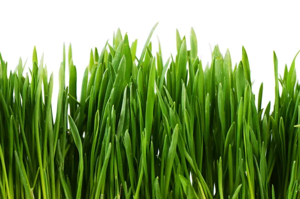 Beyaz arkaplanda yeşil çimen izole — Stok fotoğraf