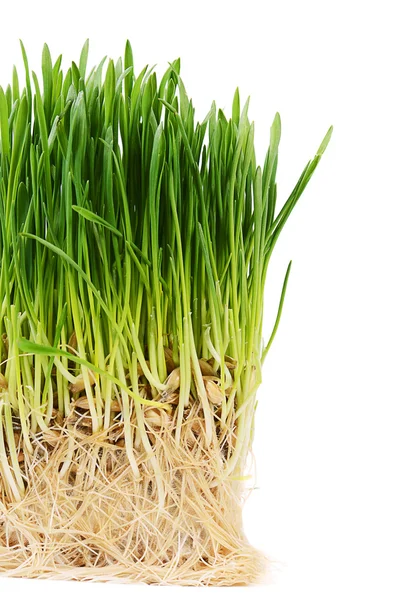 Herbe verte isolée sur fond blanc — Photo