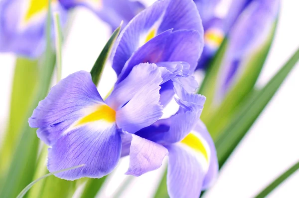 Iris biru diisolasi pada latar belakang putih — Stok Foto