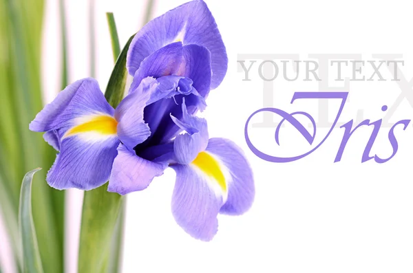 Blue irises isolated on white background — Stock Photo, Image