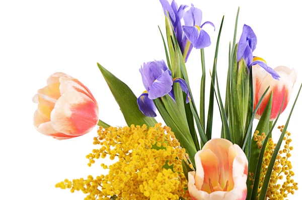 Frühlingsblumen isoliert auf weißem Hintergrund — Stockfoto