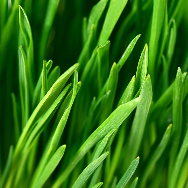 Das grüne Gras aus nächster Nähe — Stockfoto