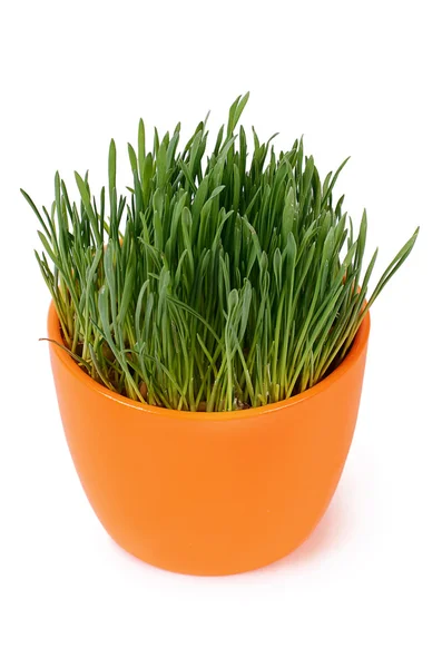 Green grass in pot isolated on white background — Stock Photo, Image