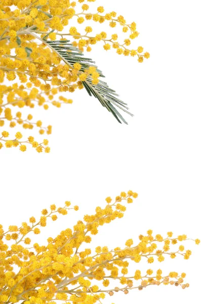 白い背景上に分離されて黄色のミモザ — ストック写真