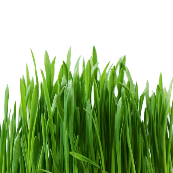 Herbe verte isolée sur fond blanc — Photo