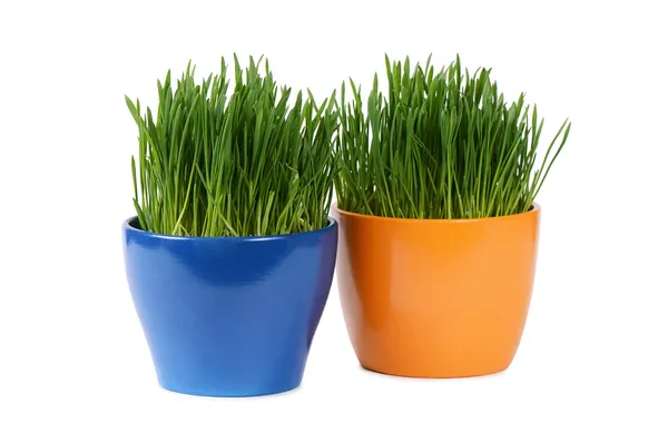 Green grass in pot isolated on white background — Stock Photo, Image